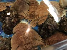 每日更換魚料理