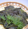 板裙帶菜 板裙帶菜