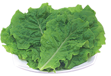 生菜 生菜