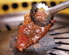 招牌 烤肉午餐 招牌 烤肉午餐