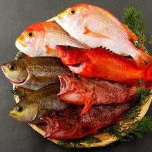 來自全國直送！！超新鮮的各種魚！！