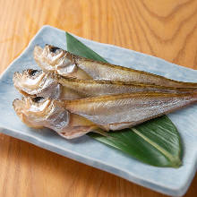 鰰魚 鰰魚
