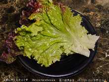 sunny lettuce